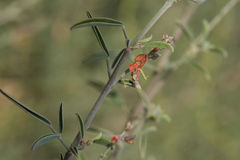 Indigofera oblongifolia