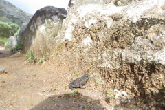 Melanophryniscus moreirae