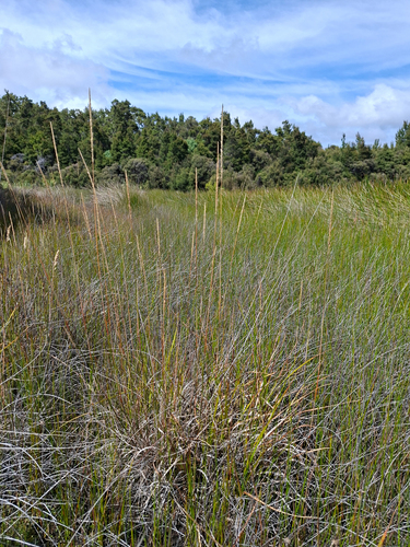 Calamagrostis quadriseta, 2026-02-12