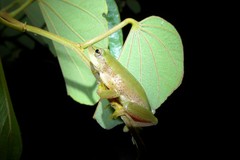 Hyperolius kivuensis