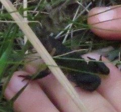 Melanophryniscus moreirae