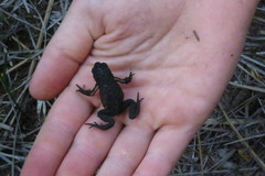 Melanophryniscus moreirae