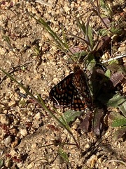 Euphydryas editha quino