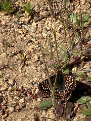 Euphydryas editha quino