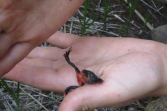 Melanophryniscus moreirae