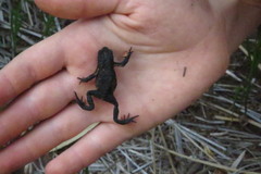 Melanophryniscus moreirae