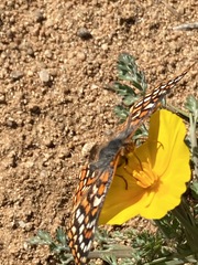 Euphydryas editha quino
