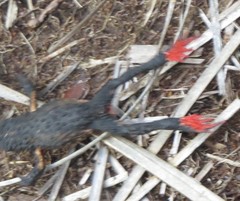 Melanophryniscus moreirae