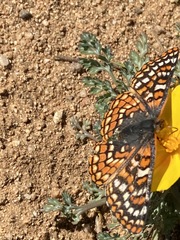 Euphydryas editha quino