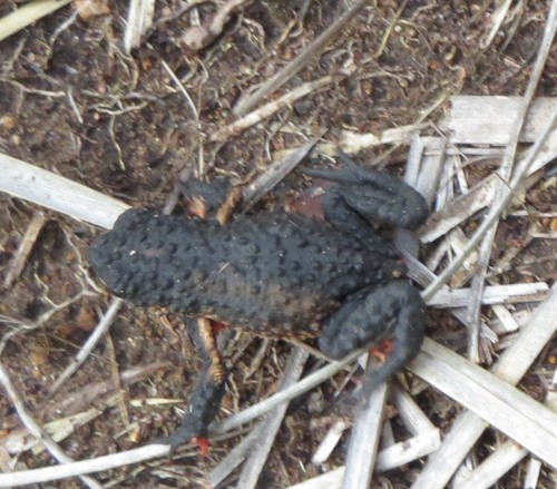 Maldonada redbelly toad