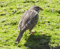 Passerculus sandwichensis rostratus