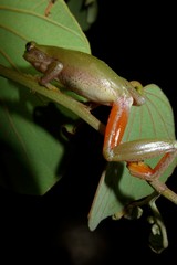 Hyperolius kivuensis