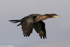 Nannopterum brasilianum