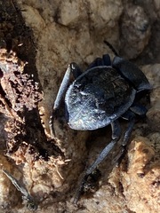 Microschatia inaequalis