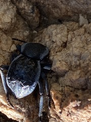 Microschatia inaequalis