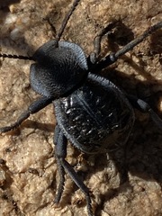 Microschatia inaequalis