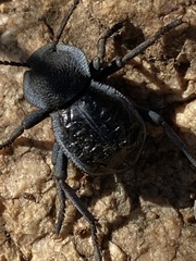 Microschatia inaequalis