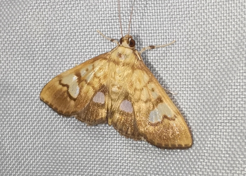 Nosophora semitritalis