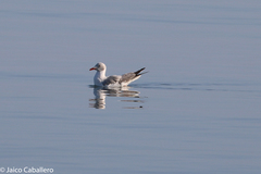 Chroicocephalus cirrocephalus