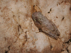 Osteopilus vastus
