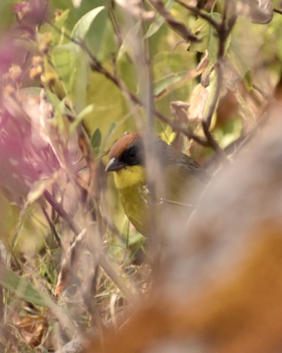 Rufous-capped Brushfinch (Atlapetes pileatus), photo 4