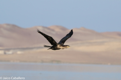 Nannopterum brasilianum