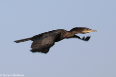 Nannopterum brasilianum