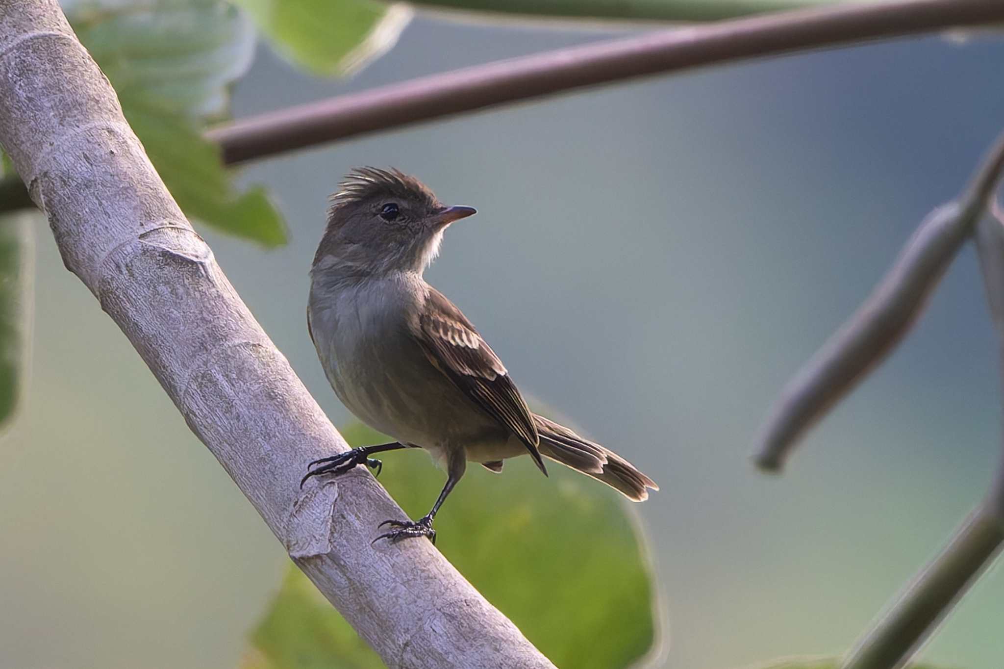 Caribbean Elaenia (Elaenia martinica), photo 2