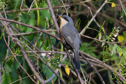 Mangrove Cuckoo (Coccyzus minor), photo 6