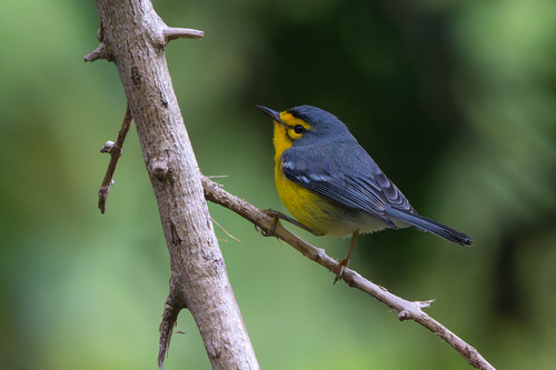 St. Lucia Warbler (Setophaga delicata), photo 6