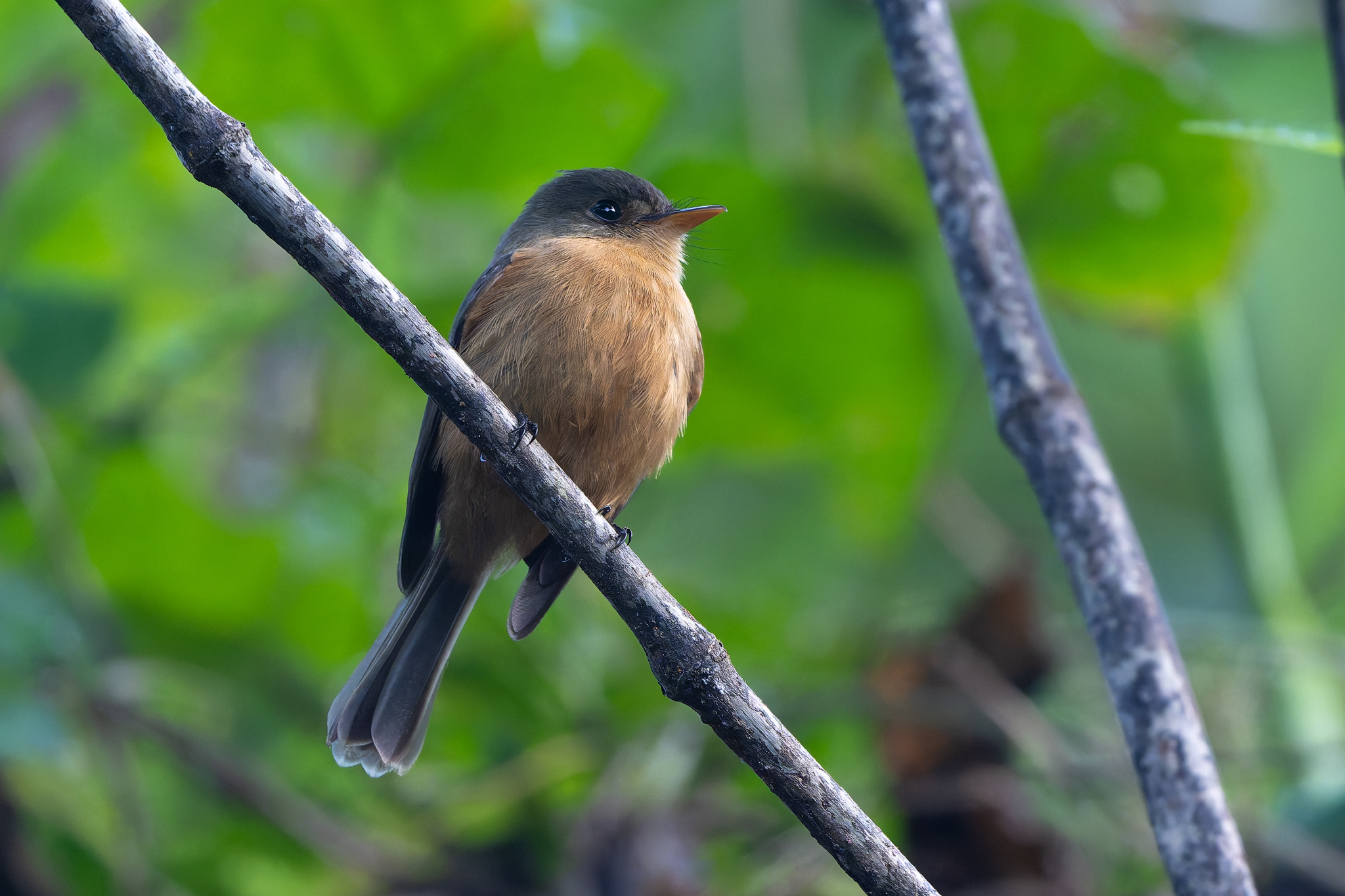 Lesser Antillean Pewee (Contopus latirostris), photo 7