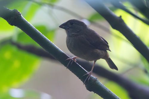 St. Lucia Black Finch (Melanospiza richardsoni), photo 6