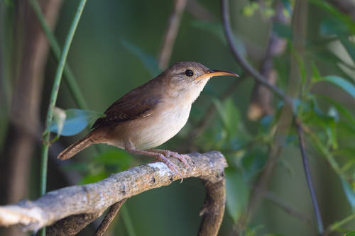 St. Lucia Wren (Troglodytes mesoleucus), photo 5