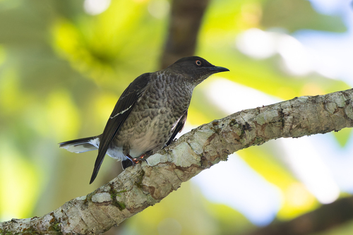 Scaly-breasted Thrasher (Allenia fusca), photo 4