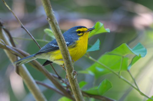 St. Lucia Warbler (Setophaga delicata), photo 5