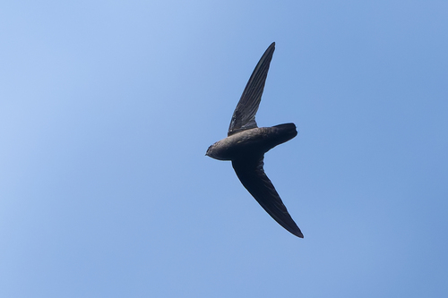 Lesser Antillean Swift (Chaetura martinica), photo 5