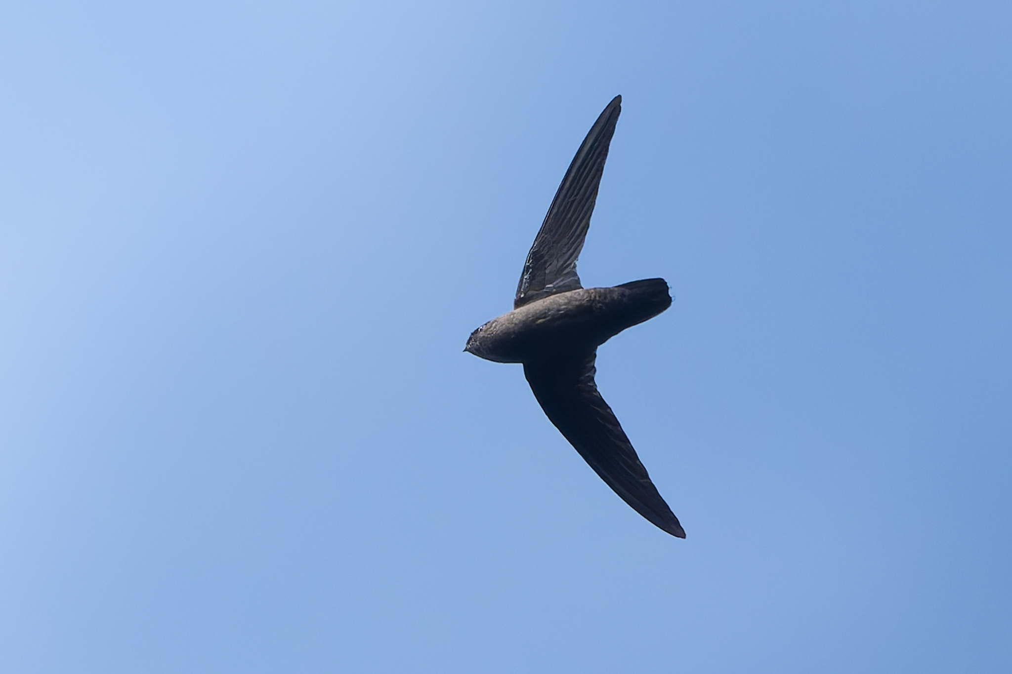 Lesser Antillean Swift (Chaetura martinica), photo 5