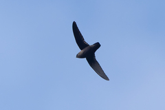 Lesser Antillean Swift photo 1