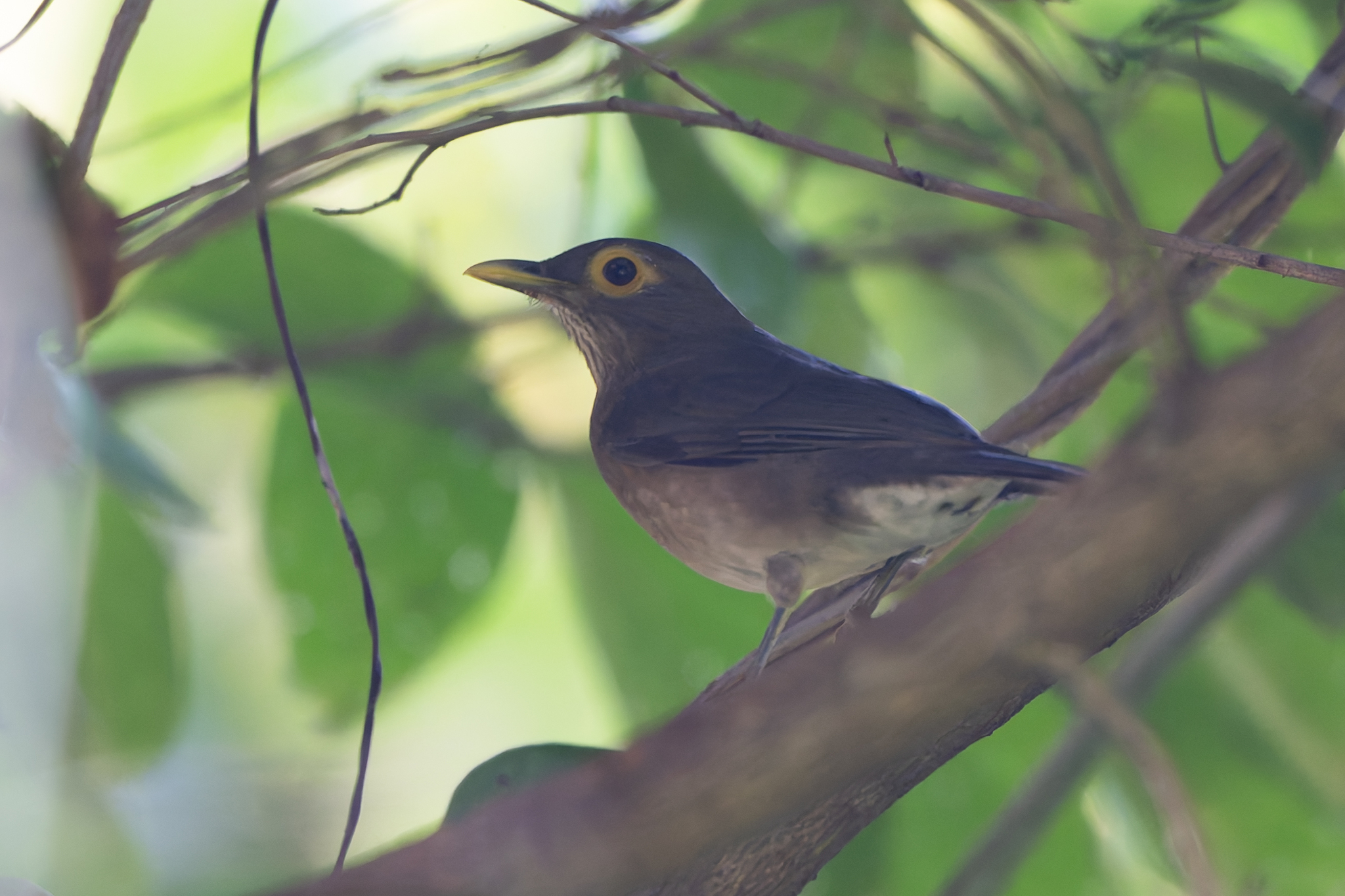 Spectacled Thrush (Turdus nudigenis), photo 4