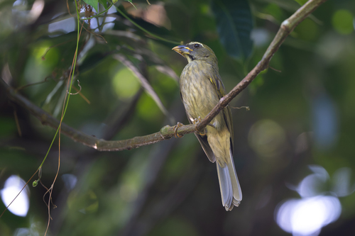 Lesser Antillean Saltator (Saltator albicollis), photo 9