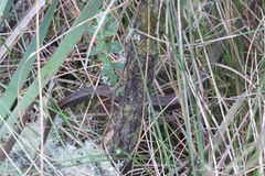 Mesotes strigatus