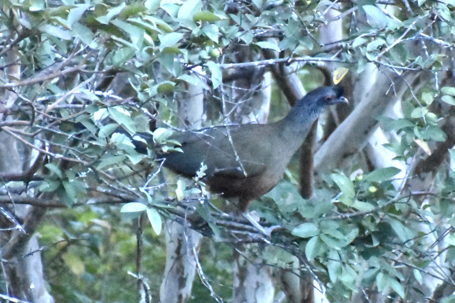 Rufous-bellied Chachalaca (Ortalis wagleri), photo 3