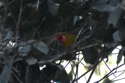 Red-headed Tanager (Piranga erythrocephala), photo 2