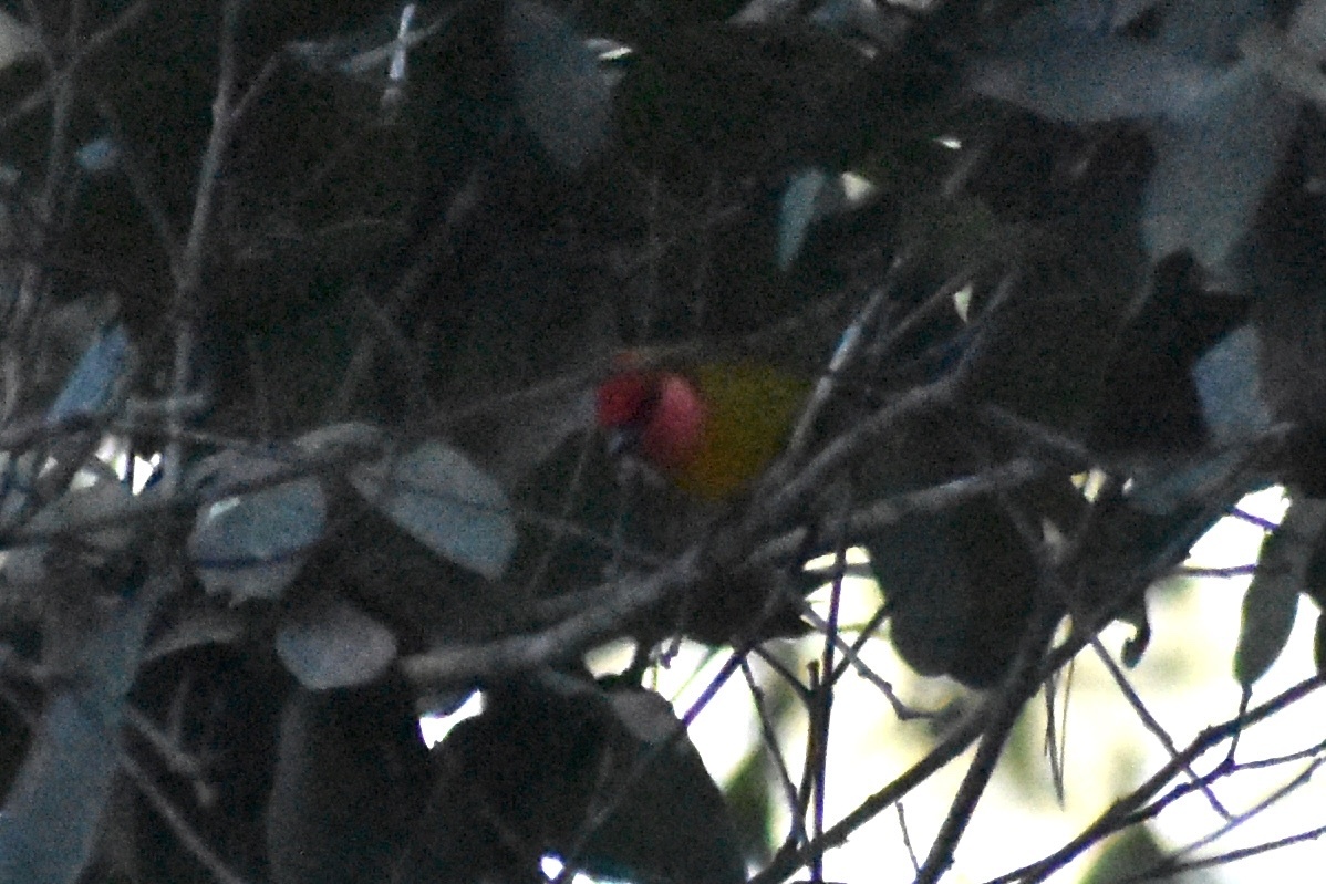 Red-headed Tanager (Piranga erythrocephala), photo 2