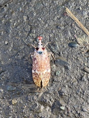 Phrictus moebiusi