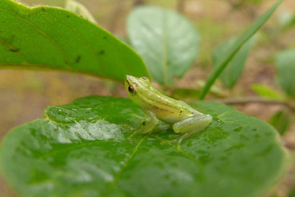 Pointed Long Reed Frog