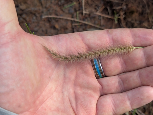 Cenchrus setosus observed 2026-02-16