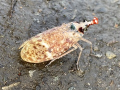 Phrictus moebiusi