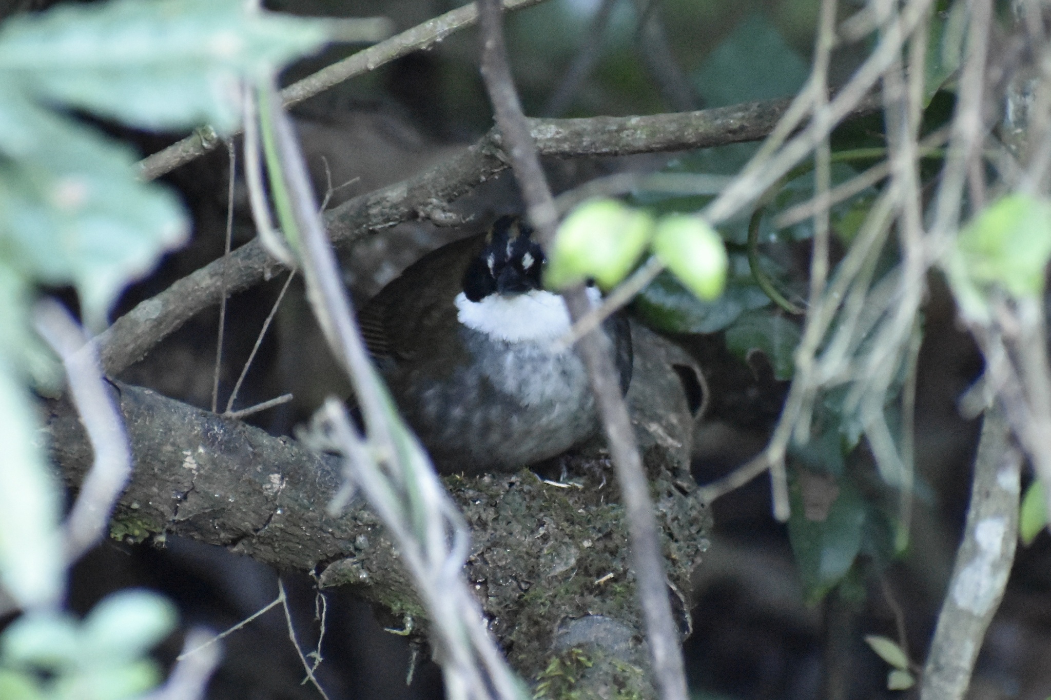 Green-striped Brushfinch (Arremon virenticeps), photo 1