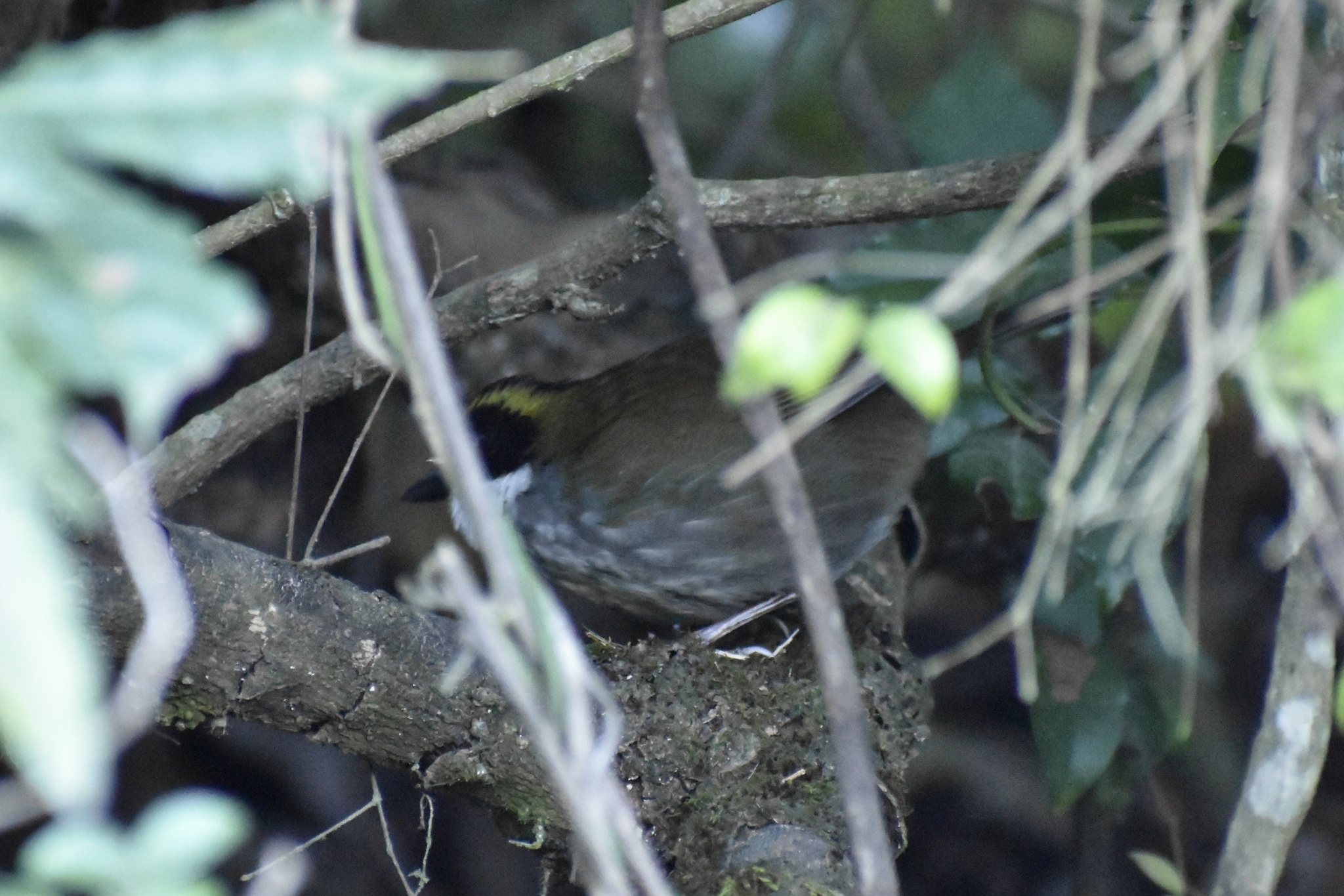 Green-striped Brushfinch (Arremon virenticeps), photo 2